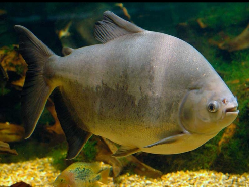 Pacu