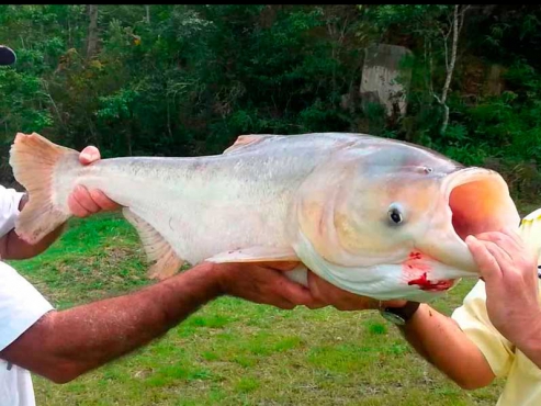 Carpa cabeçuda