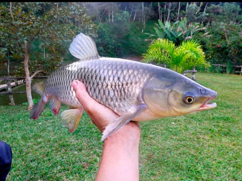 Carpa capim