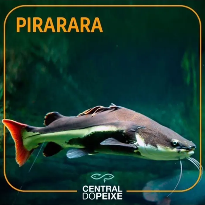 Pirarara